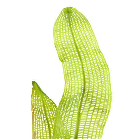 Aponogeton Madagascariensis limited edition - aquaSepp